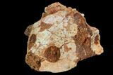Fossil Turtle Skull - Kem Kem Beds, Morocco #125297-2